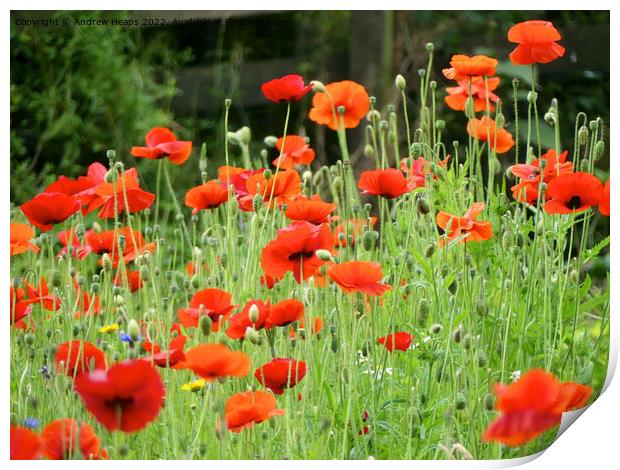 Red poppy flowers Remembrance of War Print by Andrew Heaps