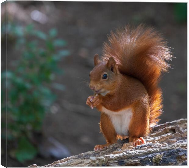 Red squirrel Canvas Print by Rory Trappe