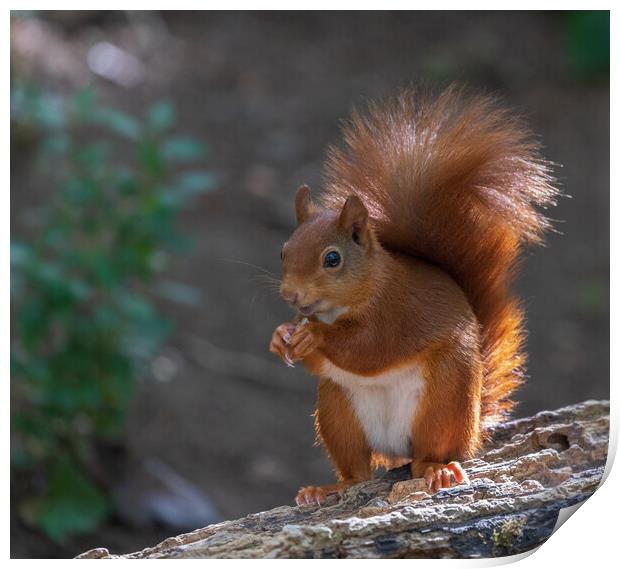 Red squirrel Print by Rory Trappe