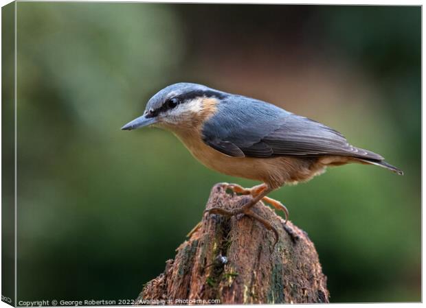 Nuthatch in the garden Canvas Print by George Robertson