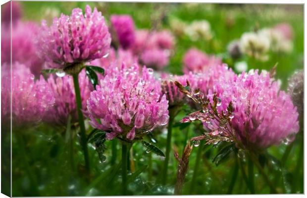 Pink Clover In The Drizzle Canvas Print by Anne Macdonald