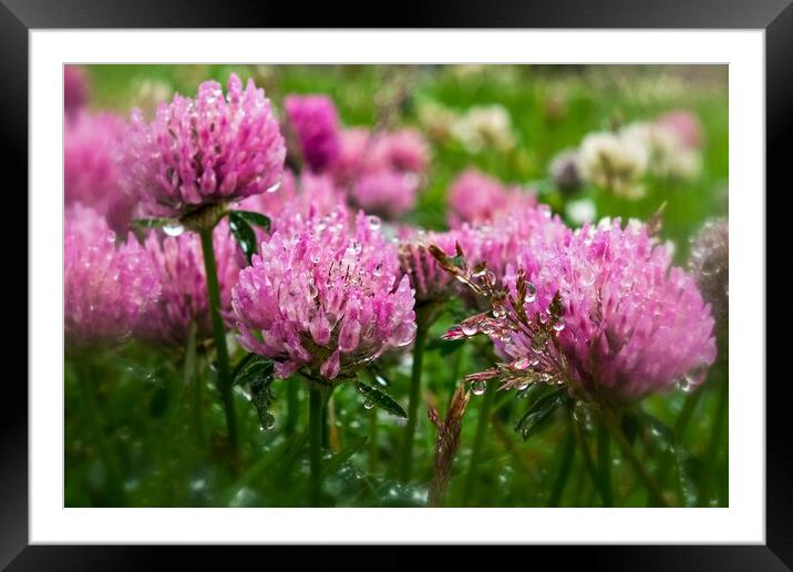 Pink Clover In The Drizzle Framed Mounted Print by Anne Macdonald