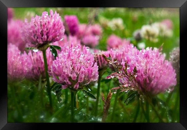 Pink Clover In The Drizzle Framed Print by Anne Macdonald