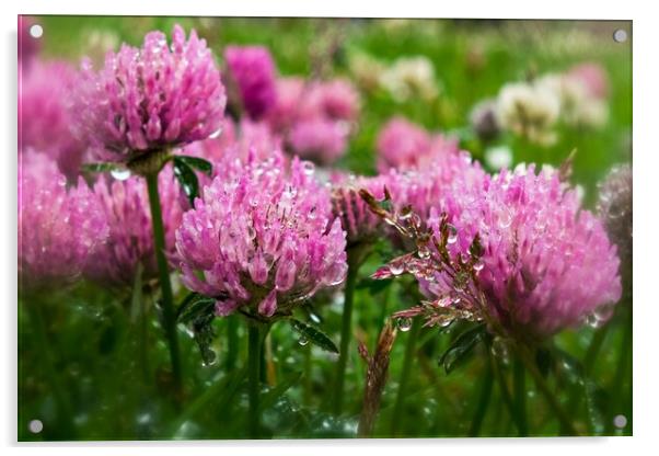 Pink Clover In The Drizzle Acrylic by Anne Macdonald