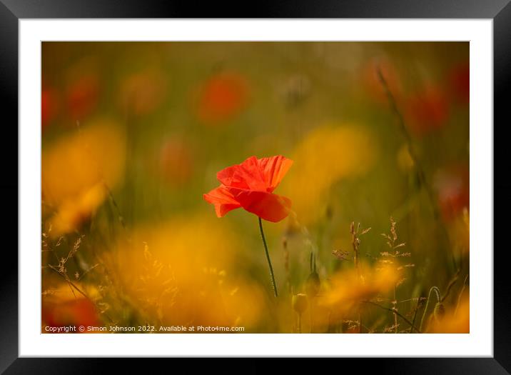 sunlit Poppy flower Framed Mounted Print by Simon Johnson