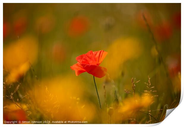 sunlit Poppy flower Print by Simon Johnson