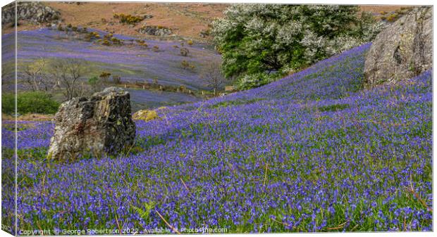 Early evening at Rannerdale Bluebells Canvas Print by George Robertson