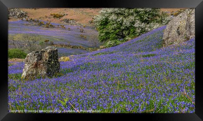 Early evening at Rannerdale Bluebells Framed Print by George Robertson