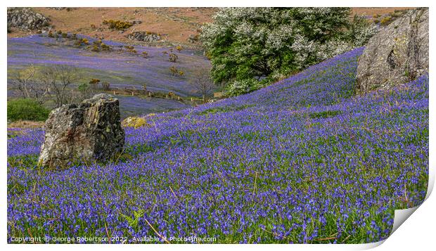 Early evening at Rannerdale Bluebells Print by George Robertson