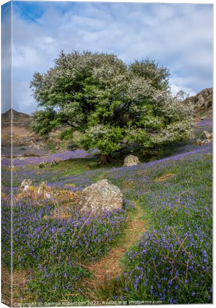 Pathway through the bluebells Canvas Print by George Robertson