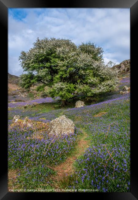 Pathway through the bluebells Framed Print by George Robertson