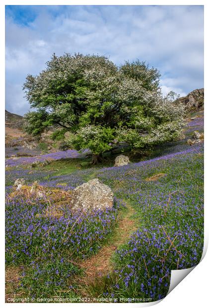 Pathway through the bluebells Print by George Robertson