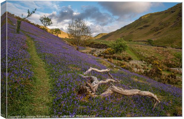 Old treee in the Bluebells Canvas Print by George Robertson