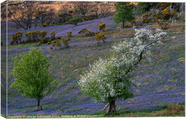 The Rannerdale Bluebells Canvas Print by George Robertson