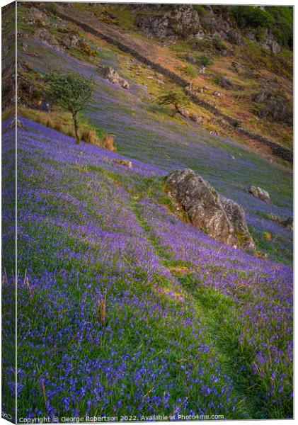 Last light on the Bluebells Canvas Print by George Robertson