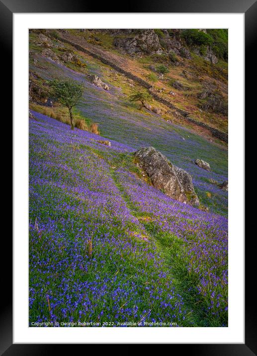 Last light on the Bluebells Framed Mounted Print by George Robertson