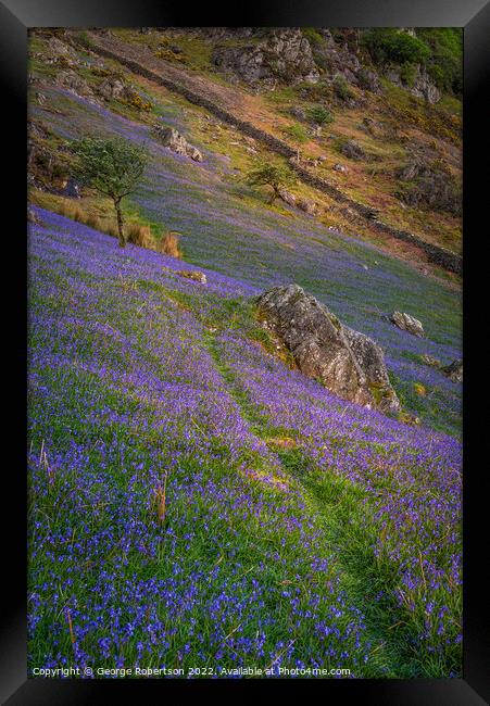 Last light on the Bluebells Framed Print by George Robertson
