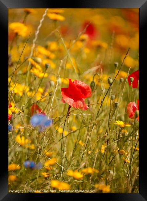 Poppy in grass Framed Print by Simon Johnson