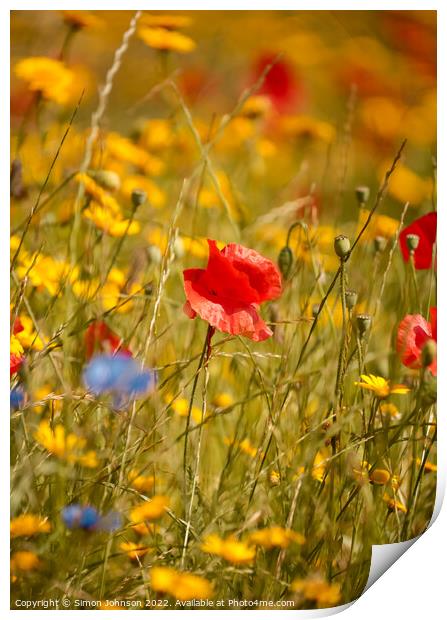 Poppy in grass Print by Simon Johnson