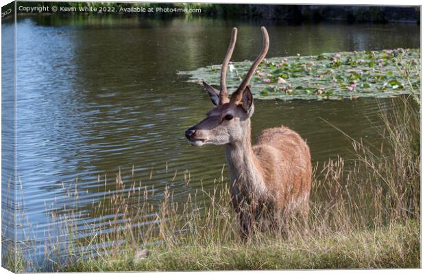 Deer keeping cool in summer Canvas Print by Kevin White