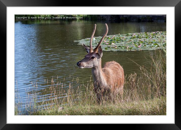 Deer keeping cool in summer Framed Mounted Print by Kevin White