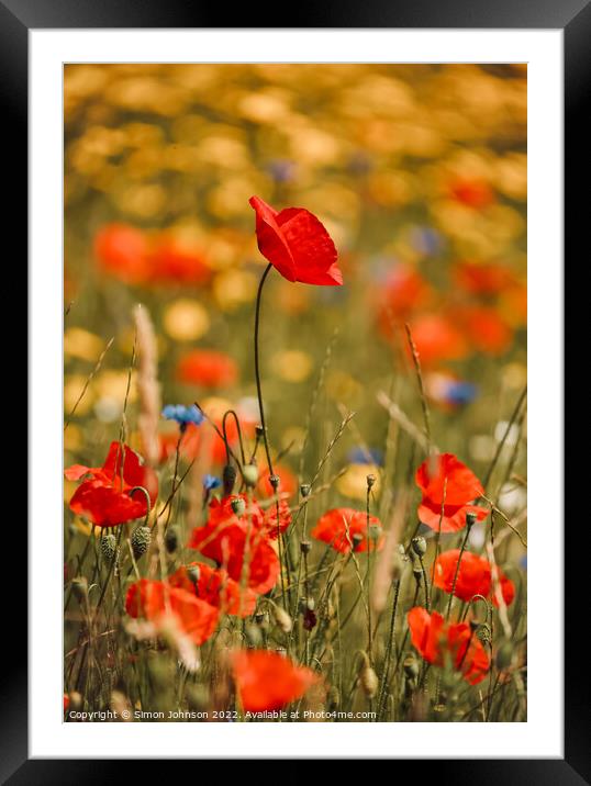 poppy flower Framed Mounted Print by Simon Johnson