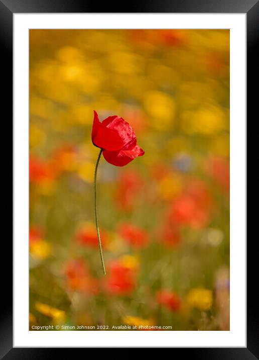 wind blown poppyflower Framed Mounted Print by Simon Johnson