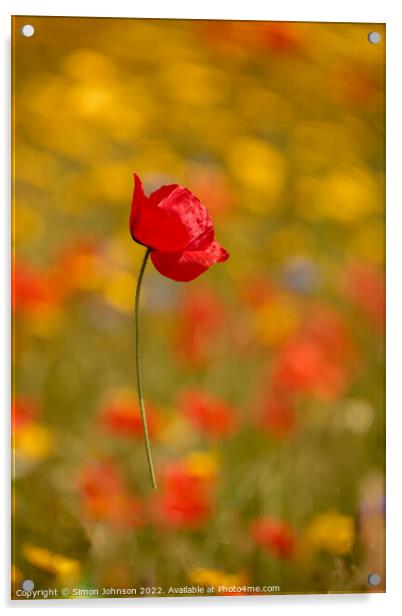 wind blown poppyflower Acrylic by Simon Johnson