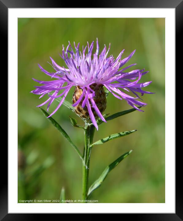 "Enchanting Beauty: A Captivating Brown Knapweed" Framed Mounted Print by Ken Oliver