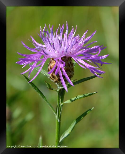 "Enchanting Beauty: A Captivating Brown Knapweed" Framed Print by Ken Oliver