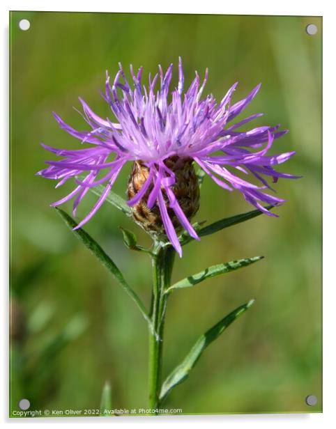 "Enchanting Beauty: A Captivating Brown Knapweed" Acrylic by Ken Oliver
