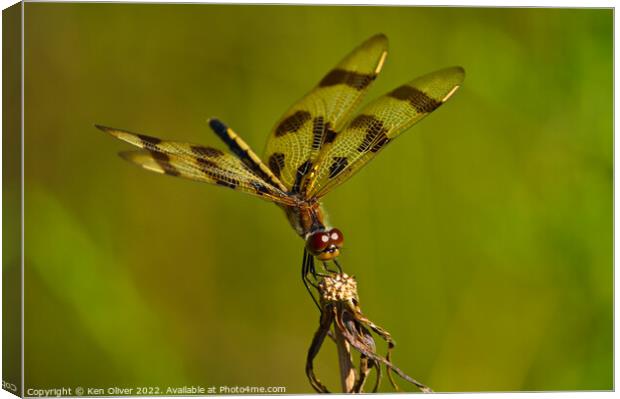 Mesmerizing Dance of the Halloween Pennant Dragonf Canvas Print by Ken Oliver