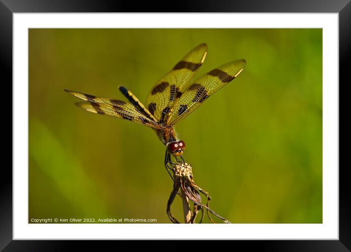 Mesmerizing Dance of the Halloween Pennant Dragonf Framed Mounted Print by Ken Oliver