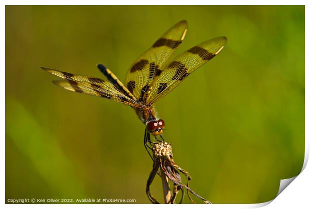 Mesmerizing Dance of the Halloween Pennant Dragonf Print by Ken Oliver