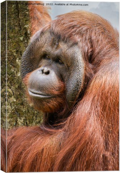 Flanged male orangutan Canvas Print by rawshutterbug 
