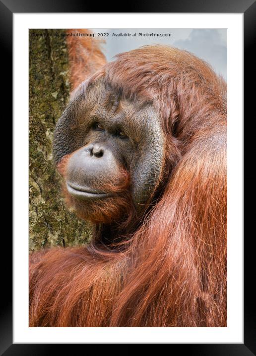 Flanged male orangutan Framed Mounted Print by rawshutterbug 