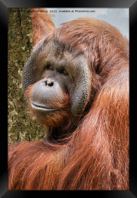 Flanged male orangutan Framed Print by rawshutterbug 