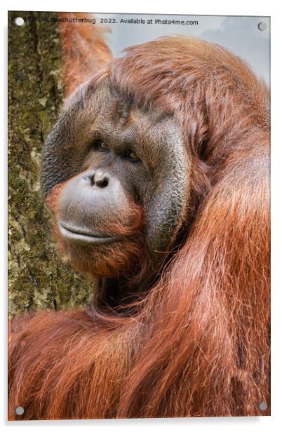 Flanged male orangutan Acrylic by rawshutterbug 