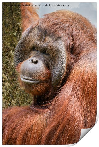 Flanged male orangutan Print by rawshutterbug 