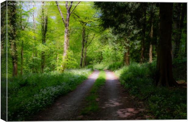A Walk Through A Mystical Woods Canvas Print by Derek Daniel