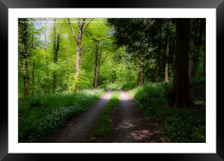 A Walk Through A Mystical Woods Framed Mounted Print by Derek Daniel