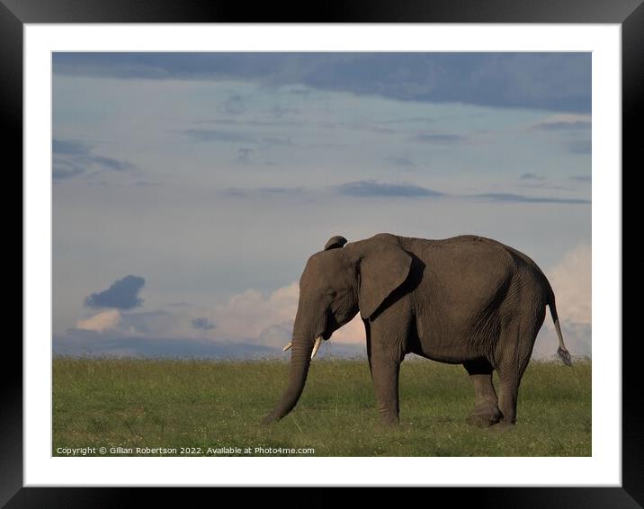 Large Elephant Portrait Masai Mara Framed Mounted Print by Gillian Robertson