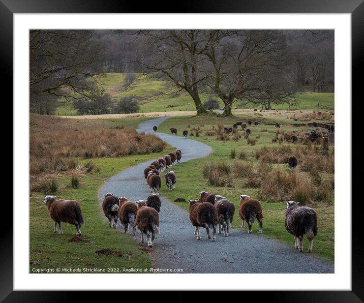 Herdwick sheep at the River Brathay, Elterwater, L Framed Mounted Print by Michaela Strickland