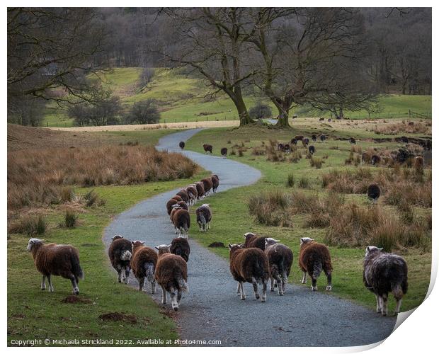 Herdwick sheep at the River Brathay, Elterwater, L Print by Michaela Strickland
