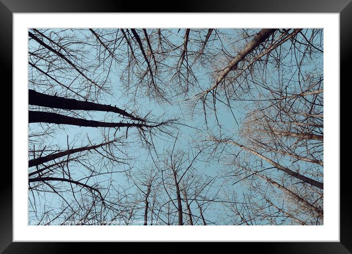 winter forest Framed Mounted Print by Sanga Park