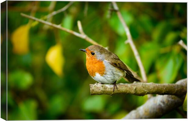 Robin Red Breast Canvas Print by Michaela Strickland