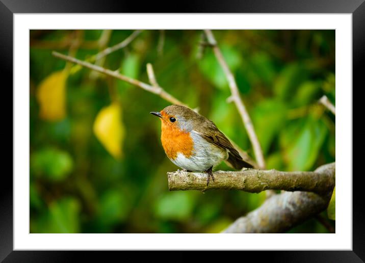 Robin Red Breast Framed Mounted Print by Michaela Strickland
