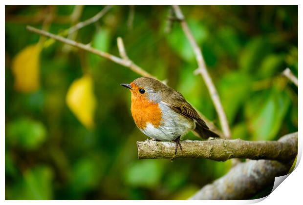 Robin Red Breast Print by Michaela Strickland