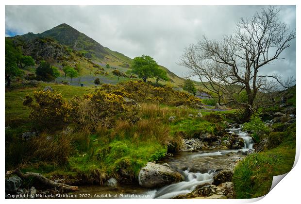 Bluebells and Squat Beck below Whiteless pike at Rannerdale  Print by Michaela Strickland