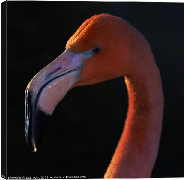 Portrait of a Pink Flamingo, Chester zoo, UK Canvas Print by Luigi Petro